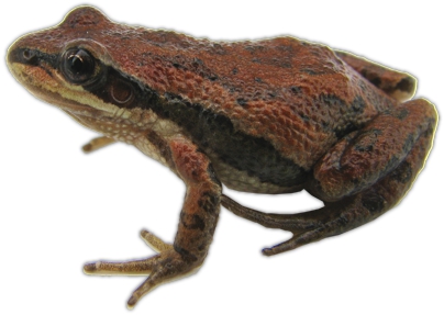 Boreal Chorus Frog